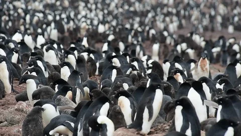 Adelie Penguin with chicks Stock Footage 94683636