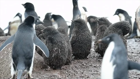 Adelie Penguin with chicks Stock Footage 94684596