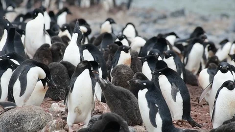 Adelie Penguin with chicks Stock Footage 100379363