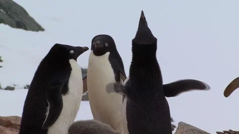 Adelie Penguin Chicks Stock Footage 170357243