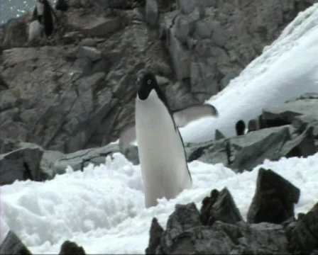 Adelie penguin Stock Footage 647482
