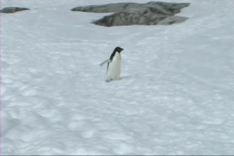 Adelie penguin Stock Footage 650090