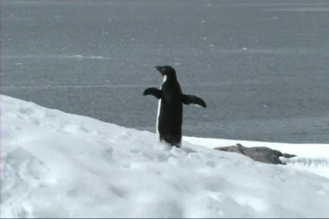 Adelie penguin Stock Footage 650114