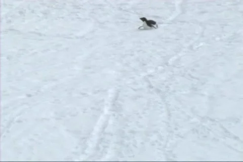 Adelie penguin Video stock 650119