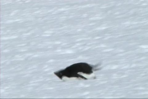 Adelie penguin Video stock 650122