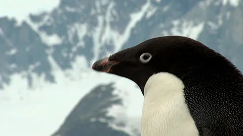 Adelie penguin Stock Footage 36460633