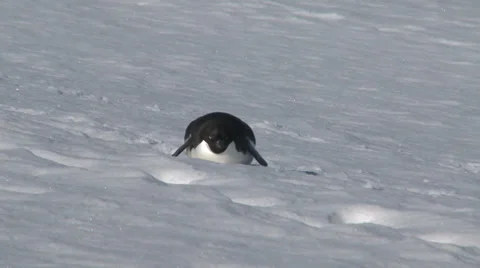 Adelie penguin goes for a slide, Antarctica Stock Footage