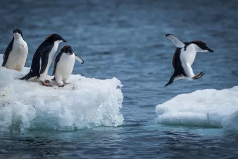 Adelie penguin jumping between two ice floes Stock Photos