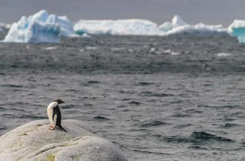 Adelie Penguin Looking Back Stock Photos
