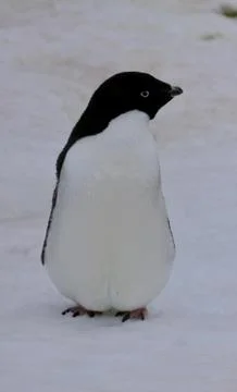 Adelie penguin looking into camera while sitting on snow, Antarctica Stock Photos