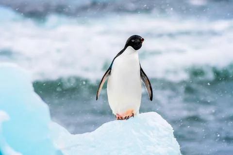 Adelie Penguin Stock Photos
