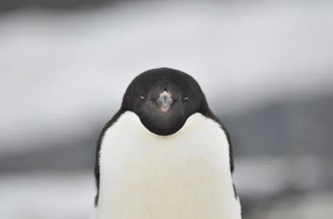Adelie Penguin  (Pygoscelis adeliae) Stock Photos