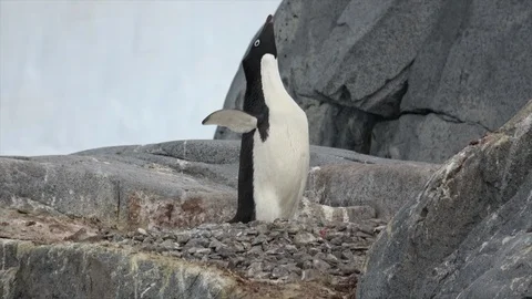 Adelie Penguin on the rock Stock Footage 89482269