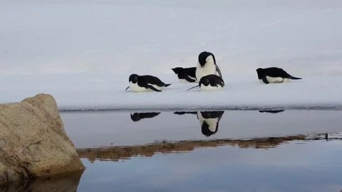 Adelie penguin on the South Pole Stock Footage 93230341