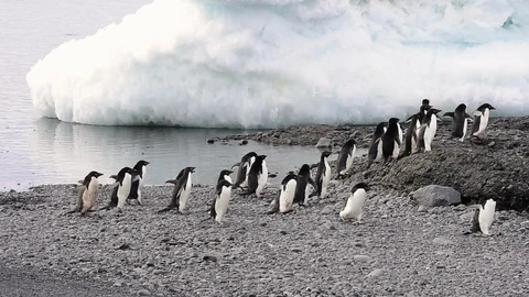 Adelie Penguin walk on the beach Stock Footage 88274795