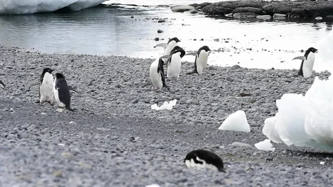 Adelie Penguin walk on the beach Vídeo Stock 88275996