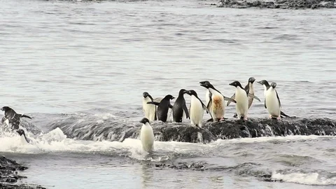 Adelie Penguin walk on the beach Stock Footage 88277583
