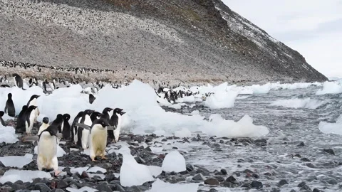 Adelie Penguins on the beach in Antarctica Stock Footage 242575515
