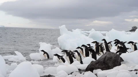 Adelie Penguins on the beach in Antarctica Stock Footage 242577141