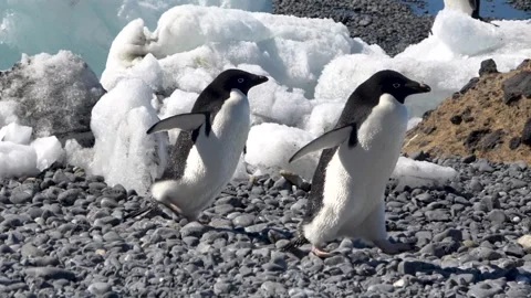 Adelie penguins chasing each other colony Antarctica, 4K Vídeos de archivo 332394309