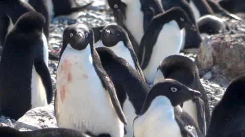 Adelie penguins courtship display interaction Antarctica, 4K Vídeos de archivo 332394329