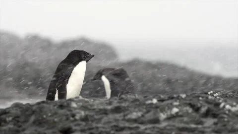 Adelie Penguins Enduring a Harsh Blizzard in Antarctica with 4k Slow Motion 库存影片 338264420