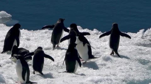 Adelie penguins group diving into ocean Antarctica, 4K Vídeos de archivo 332394327