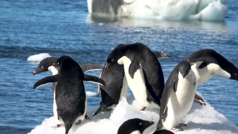 Adelie penguins group interaction on ice Antarctica, 4K Vídeos de archivo 332394331