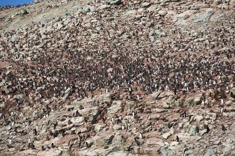 Adelie Penguins on Heroina Island, in the Danger Islands, Weddell Sea, Antarc Stock Photos