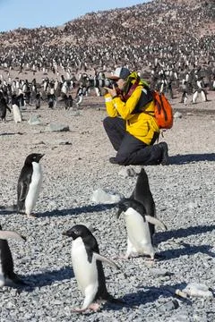 Adelie Penguins on Heroina Island, in the Danger Islands, Weddell Sea, Antarc Stock Photos