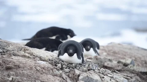 Adelie Penguins on the nest Stock Footage 75296387