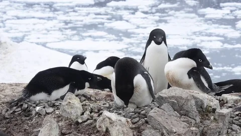 Adelie Penguins on the nest Stock Footage 75337885
