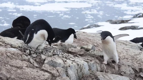 Adelie Penguins on the nest Stock Footage 75337997