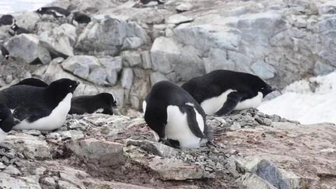 Adelie Penguins on the nest Stock Footage 75338075