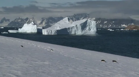 Adelie Penguins in sunshine, Antarctica Stock Footage