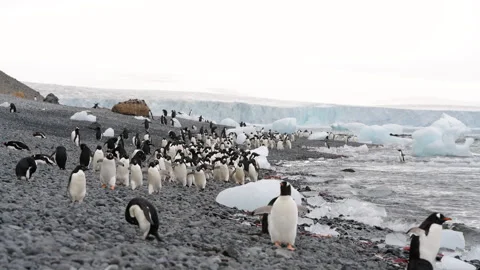 Adelie Penguins walk along beach at Brown Bluff in Antarctica Stock Footage 320302353