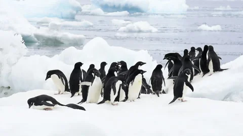 Adelie Penguins walk on ice along beach Stock Footage