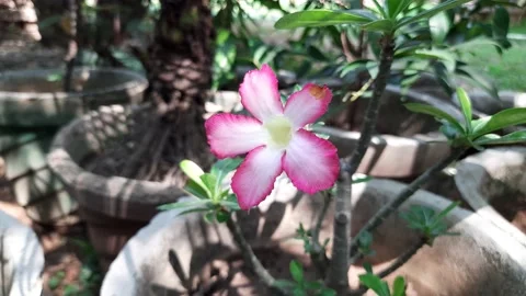 Adenium arabicum flower. Vídeo Stock 178864558