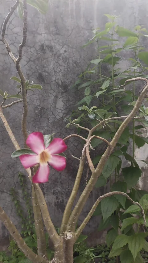 Adenium, Cinematic Vertical Stock Footage 304145973