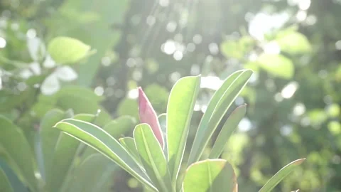 Adenium desert rose Stock-Footage 235924112