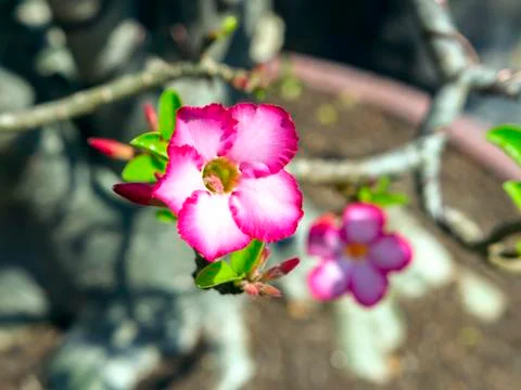 Adenium flower Stock Photos
