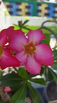 Adenium flower Foto stock