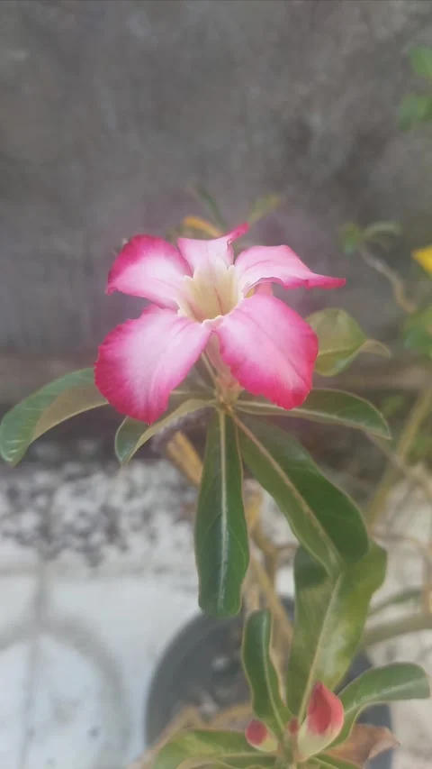 Adenium Flower, Vertical Stock Footage 307849840