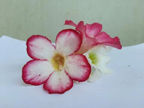 Adenium flowers in bloom Foto stock