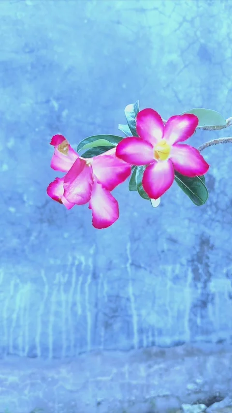 Adenium Flowers, Vertical Background Video stock 295930358