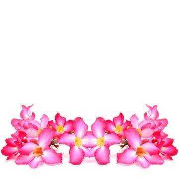 Adenium Illustrazione stock