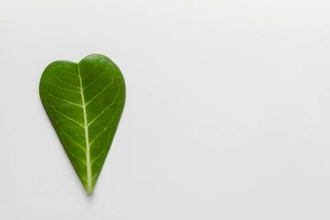 Adenium leaf layout on white background. Stock Photos