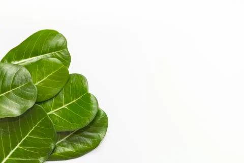 Adenium leaf layout on white background. Foto stock