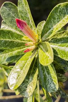 Adenium Leaf Pattern Close Up Stock Photos