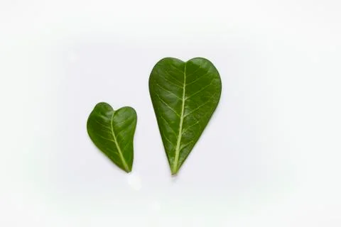 Adenium leafs layout on white background. Stock Photos